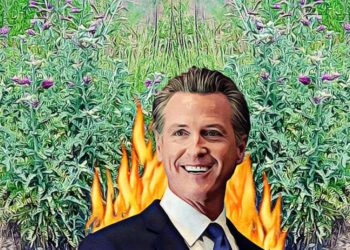 Gavin Newsom