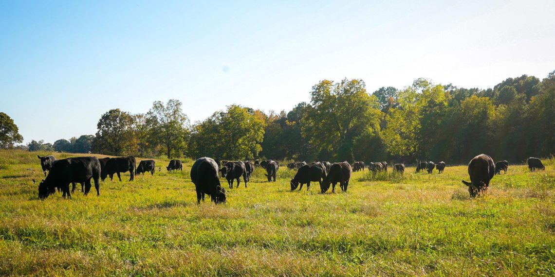 As US Cattle Ranchers Go Out of Business, One Family Found a Way to Survive