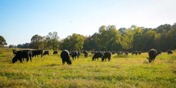 As US Cattle Ranchers Go Out of Business, One Family Found a Way to Survive