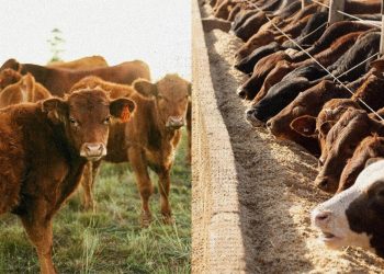 Grain-Fed Vs. Grass-Fed Beef: What's the Difference?