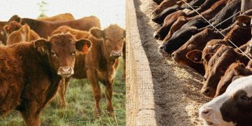 Grain-Fed Vs. Grass-Fed Beef: What's the Difference?
