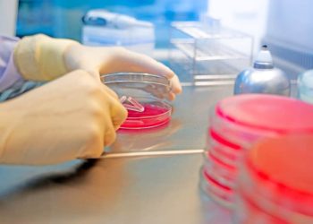 Scientists discover dangerous drug-resistant strains of deadly superbug in Saudi Arabia