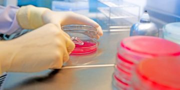 Scientists discover dangerous drug-resistant strains of deadly superbug in Saudi Arabia