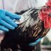 Bird Flu