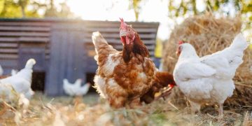 Chickens