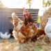 Chickens