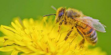 Honeybee