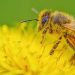 Honeybee