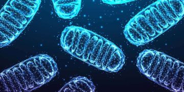 Mitochondria