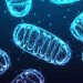 Mitochondria