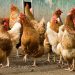 Trump’s Agriculture Secretary Encourages Americans to Raise Their Own Chickens at Home
