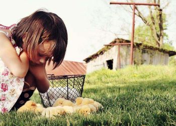 Chickens