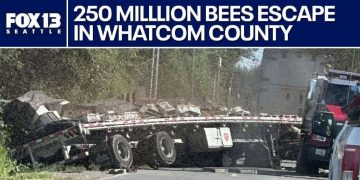 Bees