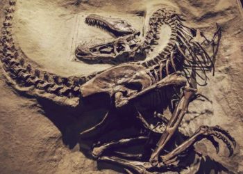 Dinosaur