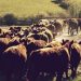 Cattle