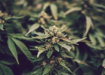 Weed Legalization