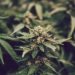Weed Legalization