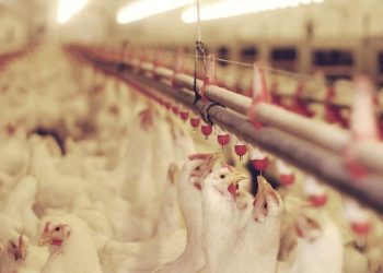 chicken-farm-2