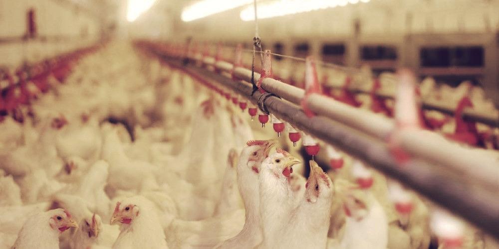 chicken-farm-2
