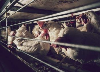 chicken-farm
