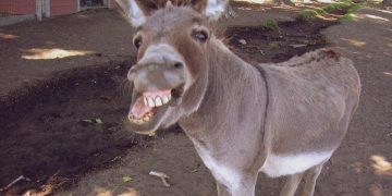 donkey