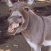 donkey