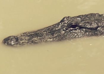 Alligator