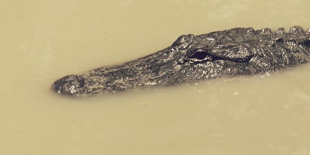 Alligator