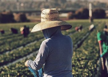 Farm Illegals