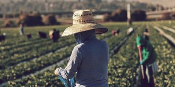 Farm Illegals