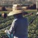 Farm Illegals