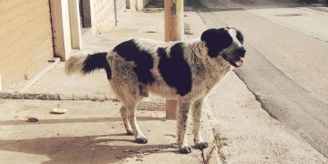 Deportation-Dodging Migrant Butchers Beloved Dog ‘Merlin’ to Eat, Douses Another in Boiling Oil
