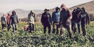 Illegal Alien Farm Workers