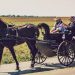Amish