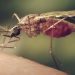 Mosquitoes Malaria