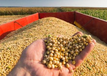 Soybeans