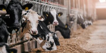 Cattle