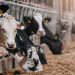 Cattle
