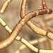 Photosynthetic Bacteria