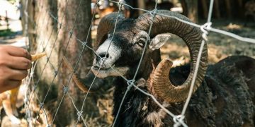 Sheep
