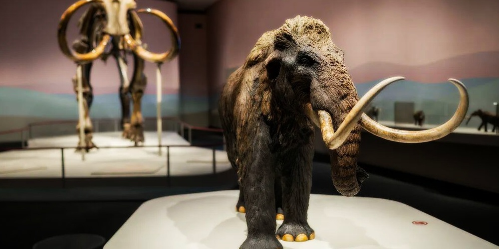 Woolly Mammoth