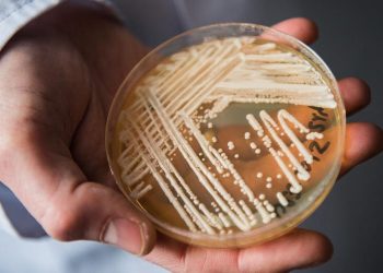 Candida auris