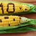 GMO Corn