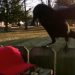 MAGA Hat Crow