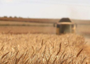 Glyphosate