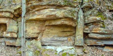 Polystrate Tree Fossils