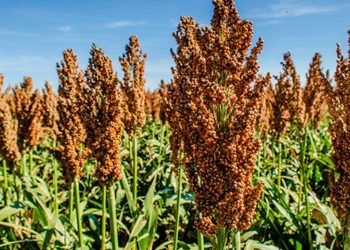 Sorghum