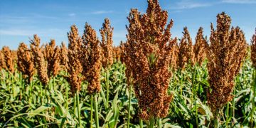 Sorghum
