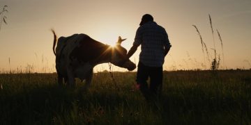Cattle