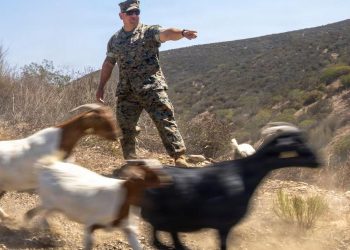 Marine Goats